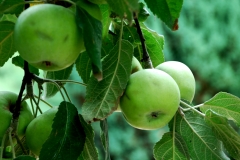Little Green Apples – Monday’s Jigsaw Puzzle