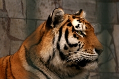 Friday’s Free Daily Jigsaw Puzzle – Tiger