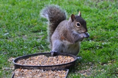 Hungry Squirrel – Wednesday’s Lunch Time Jigsaw Puzzle