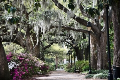 Savannah Park Path – Tuesday’s Outdoors Jigsaw Puzzle