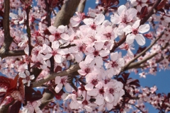 Cherry Blossoms – Thursday’s Bloomin’ Jigsaw Puzzle