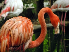 Flamingo The 13th – Friday’s Superstitious Jigsaw Puzzle Game