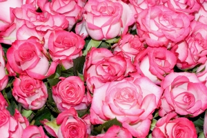 Pink Roses – Saturday’s Birthday Jigsaw Puzzle