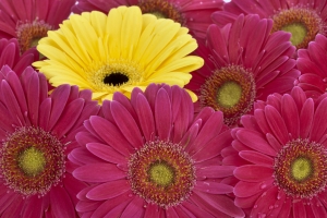 Yellow And Pink Flowers – Friday’s Tough Jigsaw Puzzle
