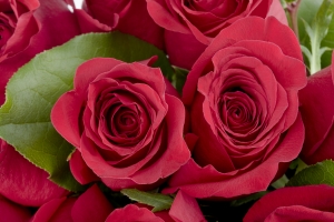 Friday’s Flowery Daily Jigsaw Puzzle – Red Roses