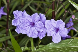 Violet Flowers – Wednesday’s Garden Jigsaw Puzzle
