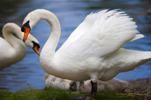 Swans – Saturday’s Water Fowl Jigsaw Puzzle