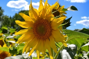 Sunflower – Monday’s Bright Day Jigsaw Puzzle