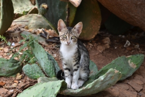 Cat On A Cactus – Thursday’s Painful Jigsaw Puzzle