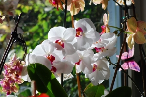 Saturday’s Jigsaw Puzzle – Orchidee