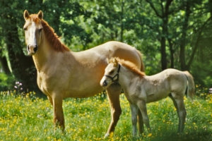 Two Horses – Tuesday’s Equestrian Jigsaw Puzzle