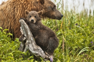 Wednesday’s Bear Of A Jigsaw Puzzle – Two Bears