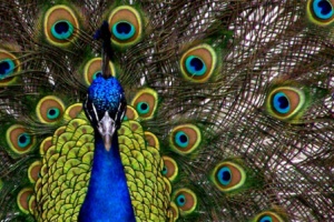 Monday’s TV Bird Jigsaw Puzzle – Peacock