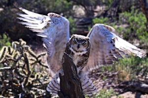 Great Horned Owl – Wednesday’s Feathery Jigsaw Puzzle