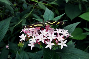 Beautiful Butterfly – Sunday’s Free Daily Jigsaw Puzzle