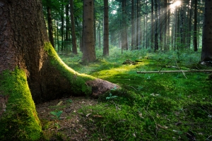 Fairytale Forest – Wednesday’s Daily Jigsaw Puzzle