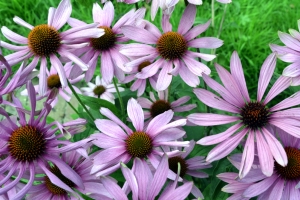 Echinacea Flowers – Thursday’s Daily Jigsaw Puzzle