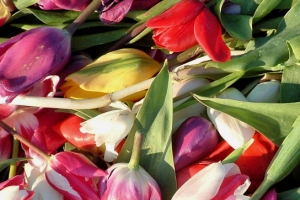 Discarded Flowers – Friday’s Daily Jigsaw Puzzle