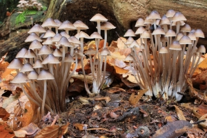 Mushrooms by Stu Phillips – Wednesday’s Fungi Jigsaw Puzzles