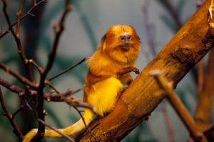 Golden Lion Tamarin – Monday’s Daily Jigsaw Puzzle
