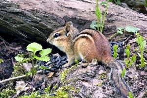 Chipmunk On A Log – Tuesday’s Daily Jigsaw Puzzle