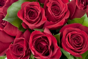 Wednesday’s Fragrant Jigsaw Puzzle – Red Roses