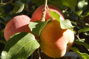 Red Juicy Apples – Tuesday’s Daily Jigsaw Puzzle