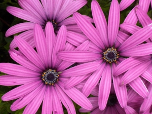 Wednesday’s Free Daily Jigsaw Puzzle – Purple Flowers – In Living Color