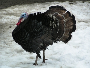 Thanksgiving Day Turkey – Thursday’s Free Daily Jigsaw Puzzle