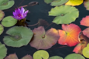 Water Lilies – Wednesday’s Daily Jigsaw Puzzle