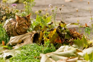 Cat Hunting a Leaf – Friday’s Cute Jigsaw Puzzle