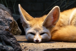 Desert Fox With Big Ears – Monday’s Daily Jigsaw Puzzle