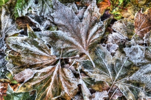 Frosted Leaves – Wednesday’s Daily Jigsaw Puzzle for 12-12-12