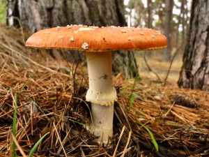 Toadstool – Saturday’s “Not A Frog’s Chair” Jigsaw Puzzle