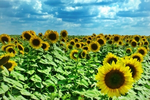 Sunflower Madness – Wednesday’s Daily Jigsaw Puzzle