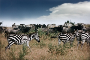 Wildebeest and Zebras in the Masai Mara – Wednesday’s Daily Jigsaw Puzzle