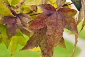 Autumn – The Wrong Season Jigsaw Puzzle for Thursday