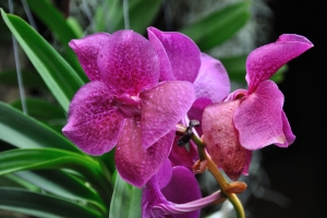 Pretty In Pink Orchids – Monday’s Free Daily Jigsaw Puzzle
