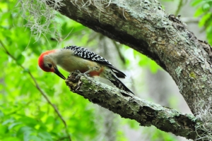Red Bellied Woodpecker – Saturday’s Wake-up Jigsaw Puzzle
