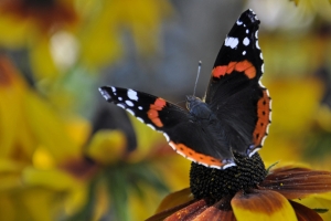 The Butterfly – Sunday’s “It’s Not Margarine” Jigsaw Puzzle