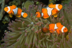 Three Clown-fish In An Anemone – Saturday’s Nemo Triplets Jigsaw Puzzle