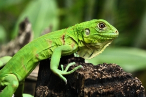 Iguana Have Some Candy? Wednesday’s Daily Jigsaw Puzzle.