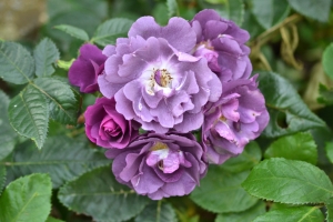 Purple Roses – Sunday’s Flowery Jigsaw Puzzle