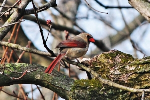 Female Cardinal – Friday’s Springtime Jigsaw Puzzle