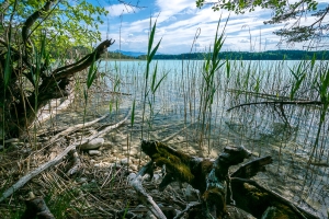 Lakeside of a Nature Reserve – Thursday’s Free Daily Jigsaw Puzzle