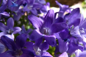 Purple Flowers – Saturday’s Free Daily Jigsaw Puzzles