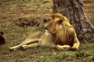 Tuesday’s In Like An African Lion Free Daily Jigsaw Puzzle