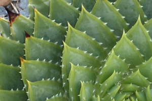 Succulent Plant – Saturday’s Daily Jigsaw Puzzle