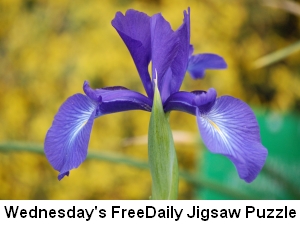 Big Blue Iris – Wednesday’s Bloomin’ Jigsaw Puzzle
