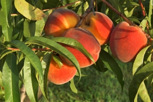 Peaches – Thursday’s “Name That Fruit” Daily Jigsaw Puzzle